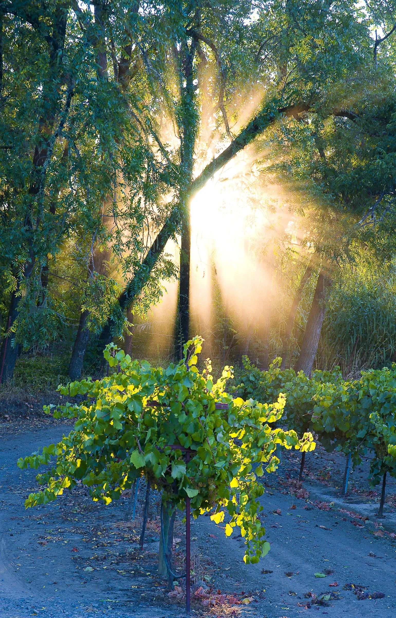 Sunlight through the trees over a Sonoma County vineyard
